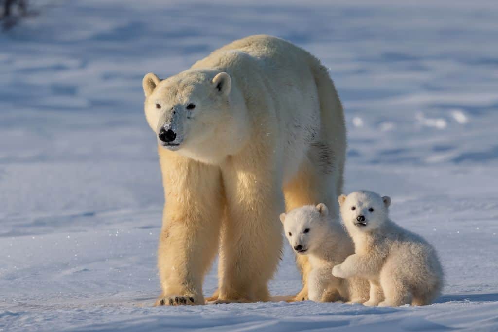 Where does a polar bear live? The polar bears you see here live in the North Pole also known as the Arctic.