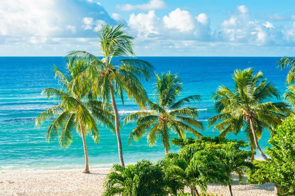 Palm trees on a beach in Barbados