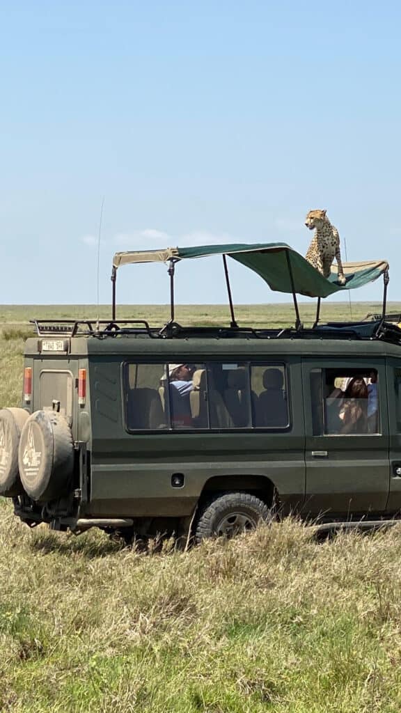 A cheetah jumped on our Safari vehicle in the middle of the Seregenti. 