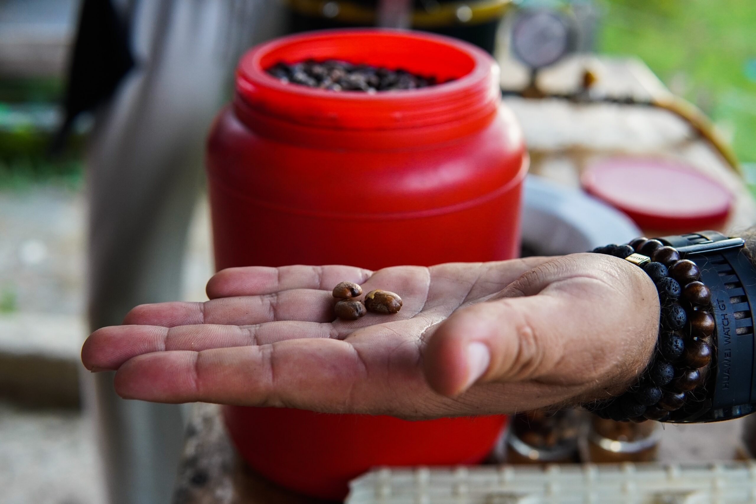 Our guide's hand holding roasted coffee beans during our Medellin coffee tour.