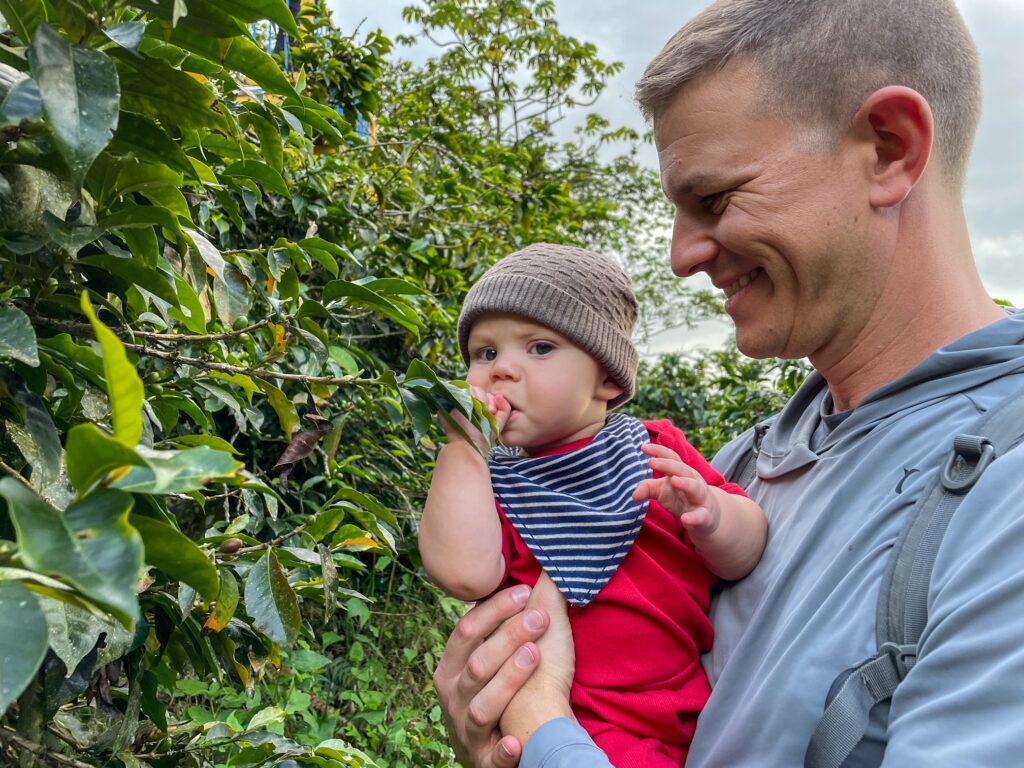 Baby Jovi trying the coffee bean straight from the tree while we are picking coffee beans. Going out into the farm to pick coffee beans is a fun activity during your Medellin coffee tours!