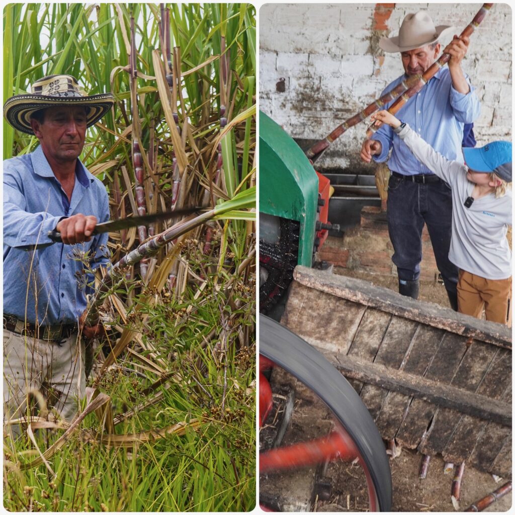 We went off the beaten path for this experience in Colombia and visited a local organic Colombian farm, where we learned how to cut and process sugar cane. 