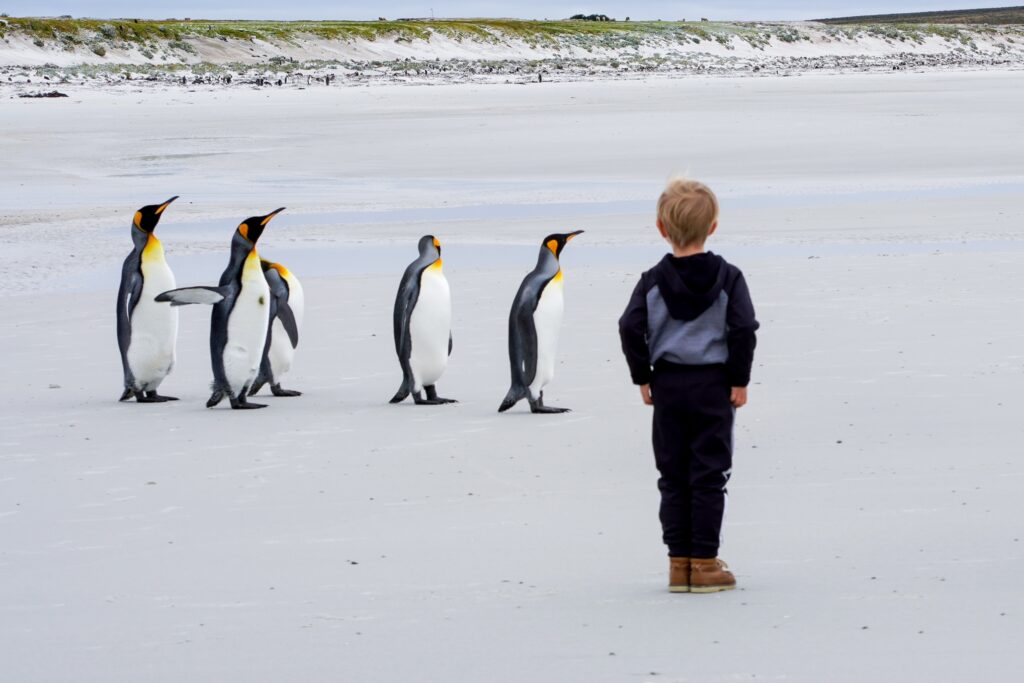 Our son standing among penguins in the Falkland Islands and seeing them in their environment is traveling for education! 