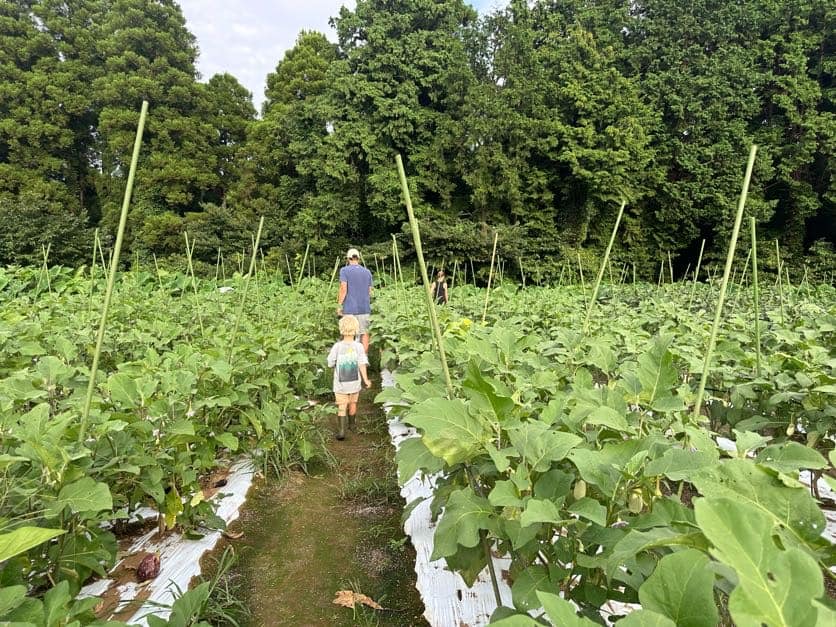 Father and son harvesting vegetables at The Farm Resort in Japan.